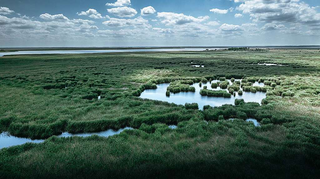 greenpeace fertő tó per