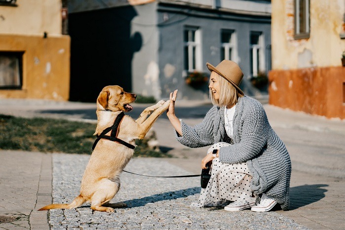 kutya napi rutin kialakítása