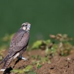 kerecsensólyom 2024 év madara