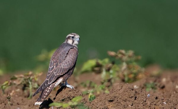 kerecsensólyom 2024 év madara