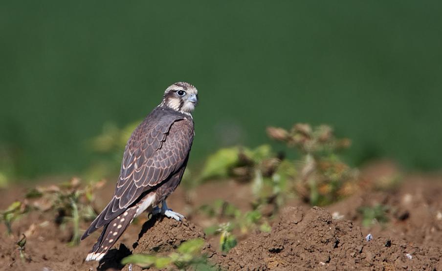 kerecsensólyom 2024 év madara