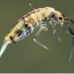 új ugróvillás fajok soproni egyetem