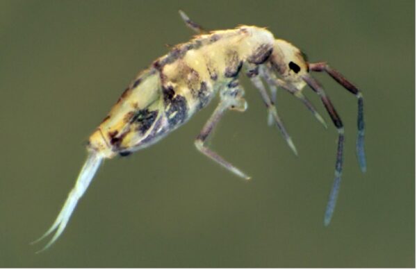 új ugróvillás fajok soproni egyetem