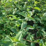 borsmenta gyógynövény