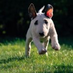 Bullterrier kutya