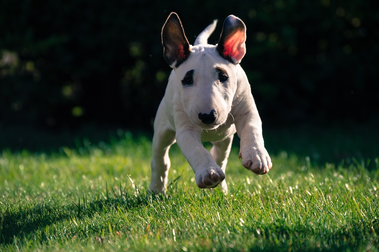 Bullterrier kutya