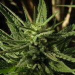 cbd magok