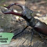 mi sokszínű kertünk! kampány