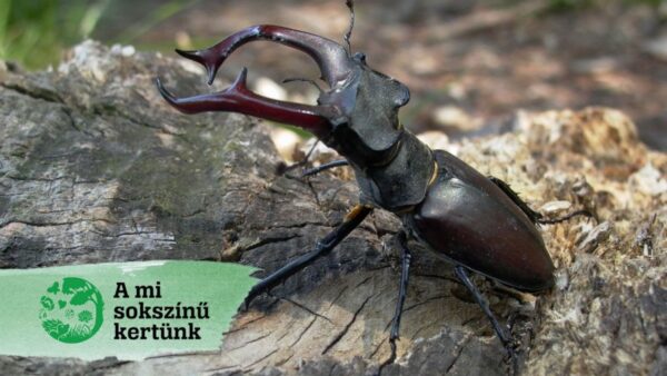 mi sokszínű kertünk! kampány