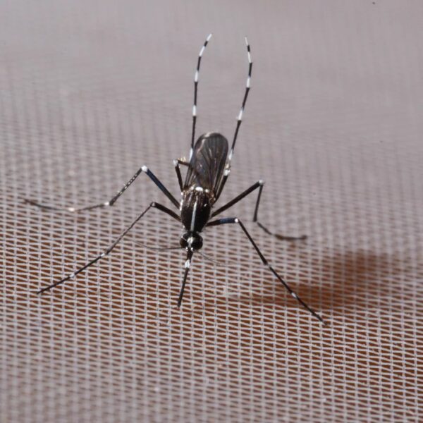 Tigrisszúnyogok és veszélyes kórokozók