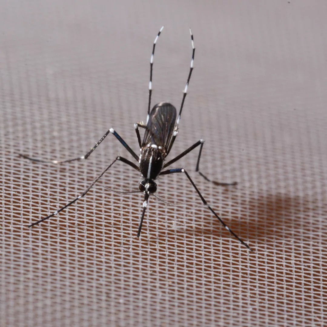 Tigrisszúnyogok és veszélyes kórokozók