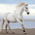 lótartási termékek