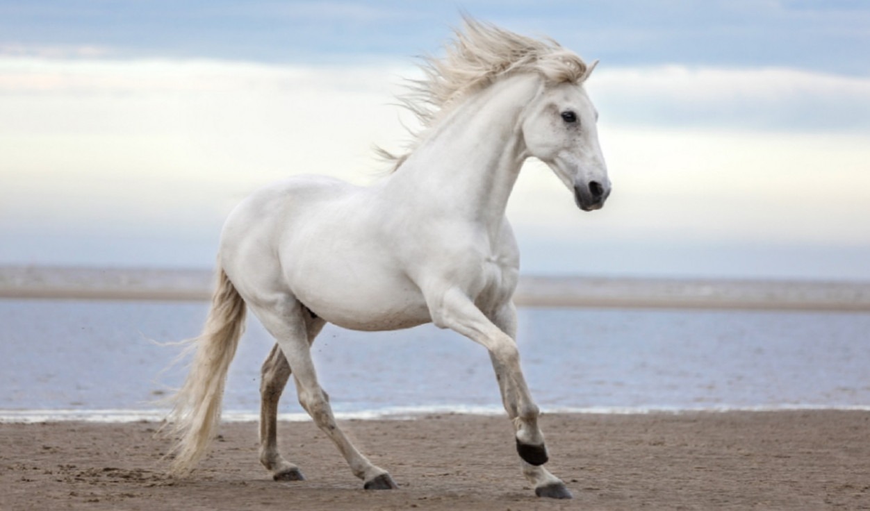 lótartási termékek