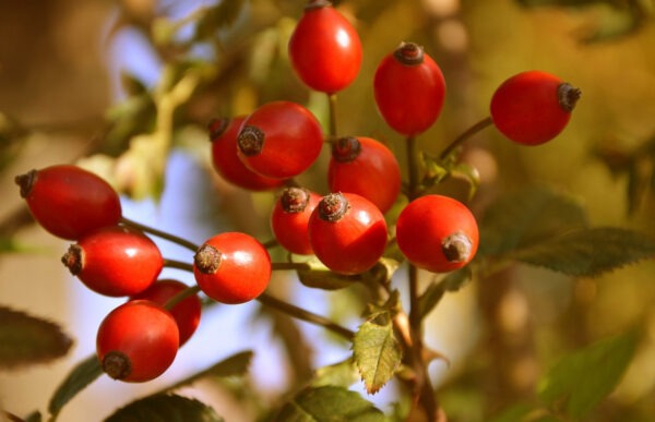 csipkebogyóhús por